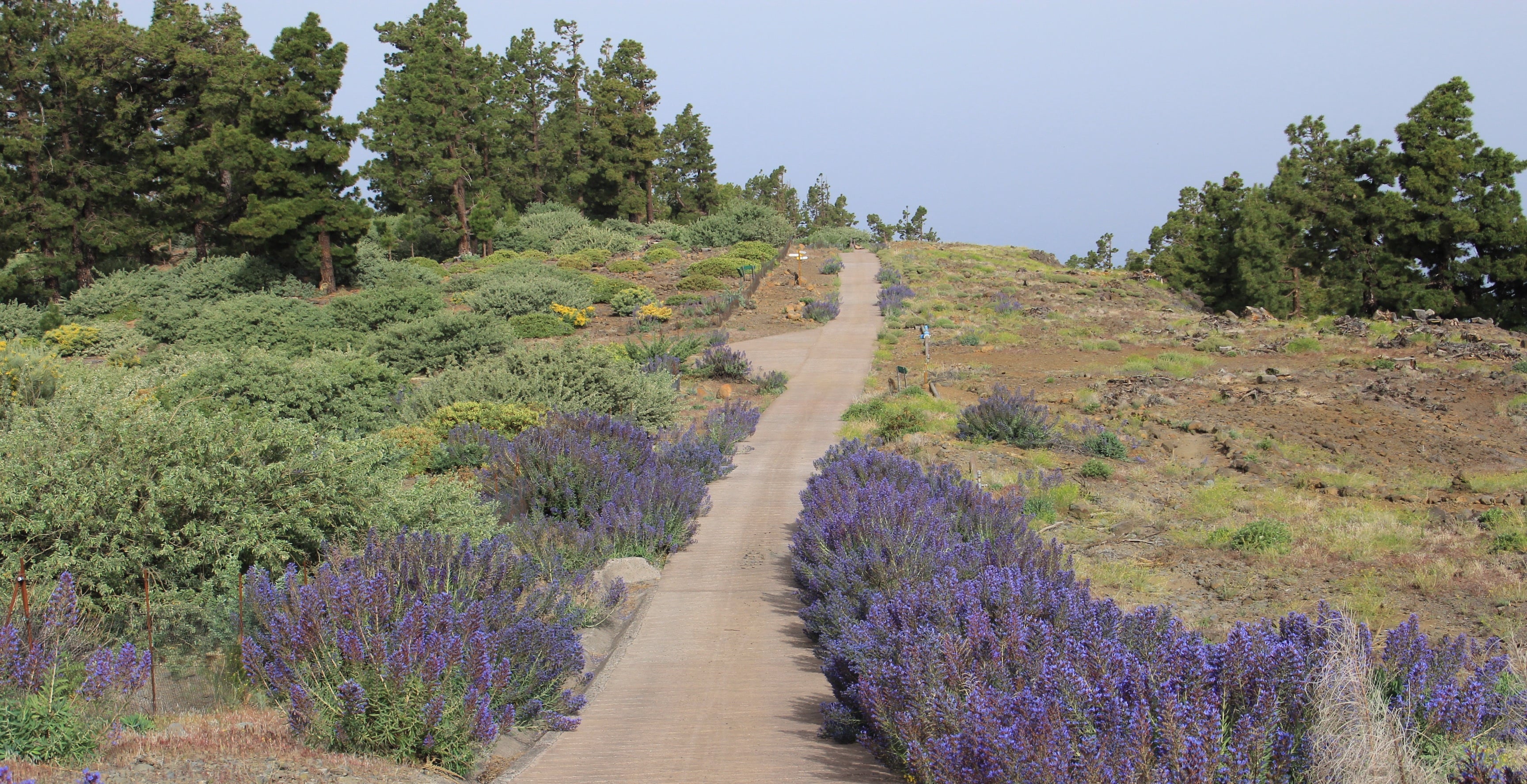 Llano de las Ánimas on La Palma
